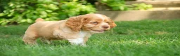 Cocker Spaniel dogs for sale: Atlas Cocker Spaniel  - Ad 8