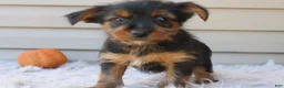 Yorkshire Terrier dogs for sale: Scotty - Ad 7