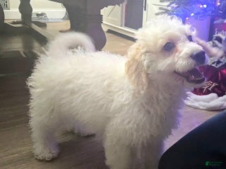 Mini Goldendoodle dogs Bowie - Ad 16