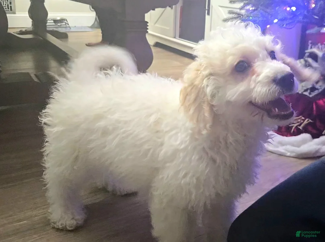 Mini Goldendoodle dogs for sale: Bowie - Ad 1