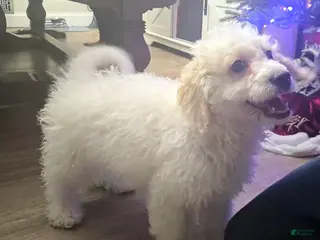 Mini Goldendoodle dogs Bowie - Ad 7