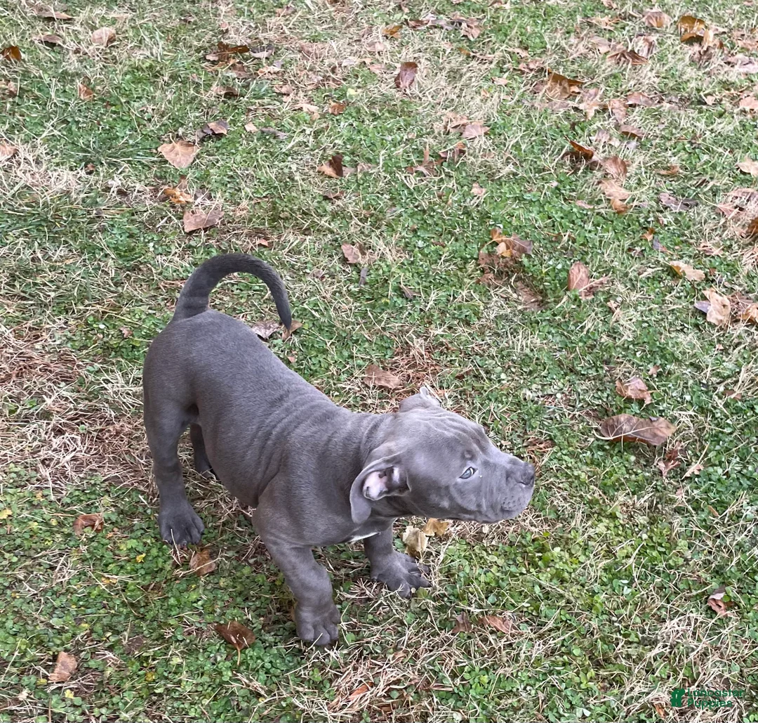 American Bully dogs for sale: Rocko - Ad 12