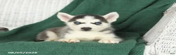 Siberian Husky dogs for sale: Vivian - Ad 4