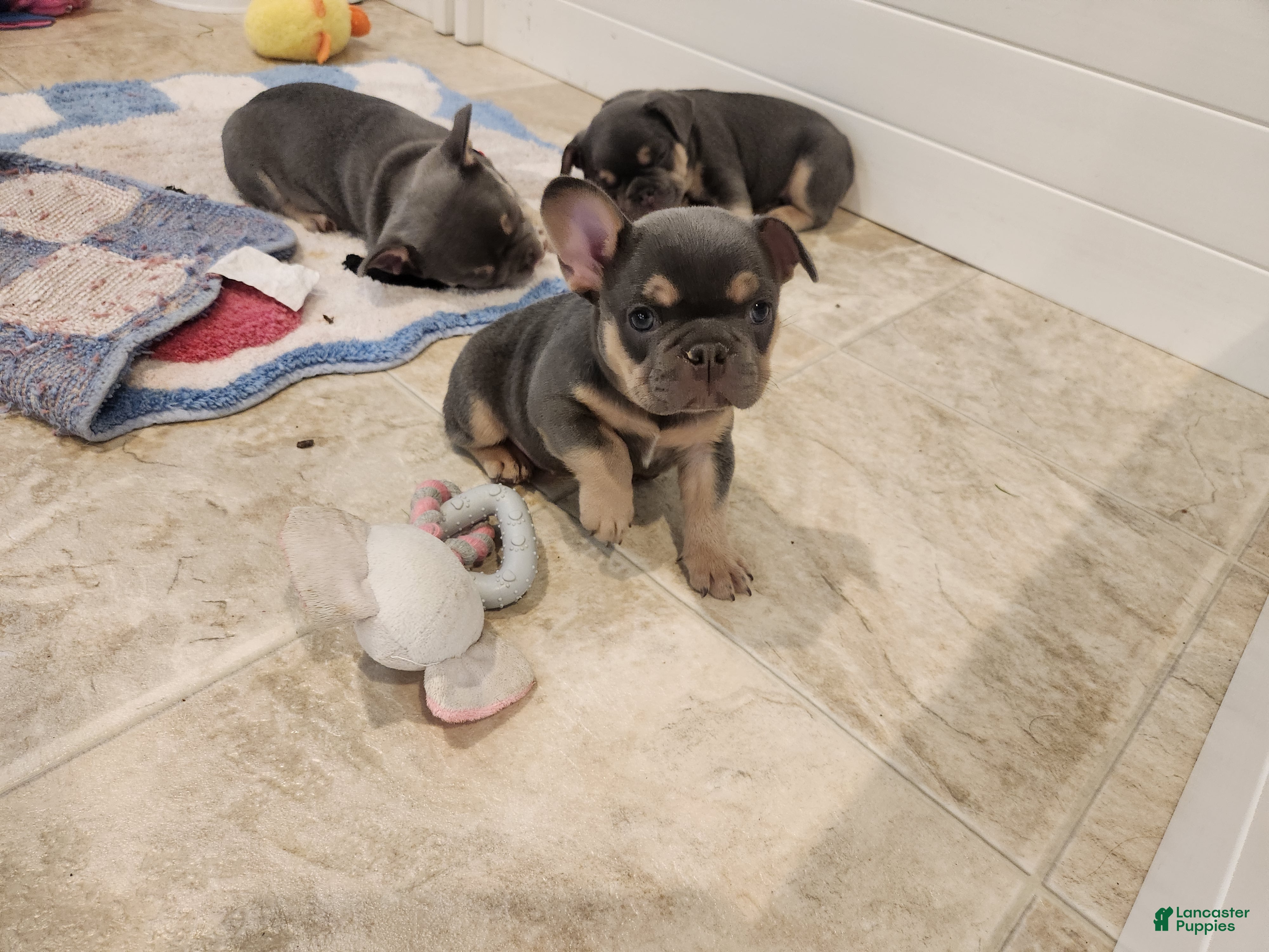 French Bulldog dogs French Bulldog Purple Pup - Ad 2