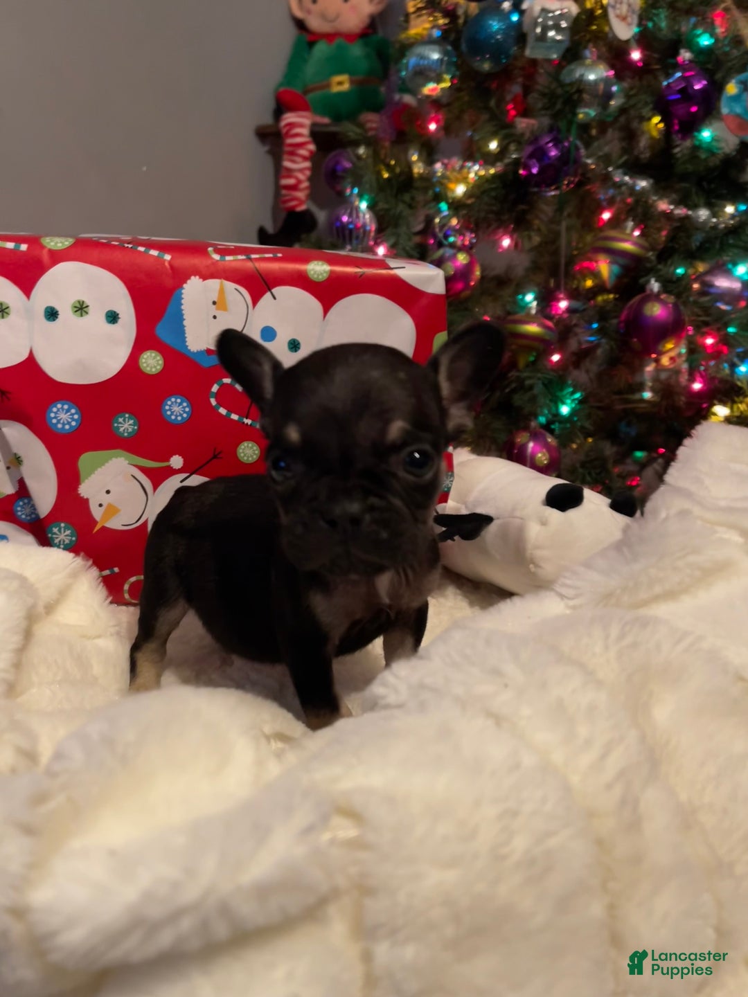 French Bulldog dogs for sale: Little man - Ad 4
