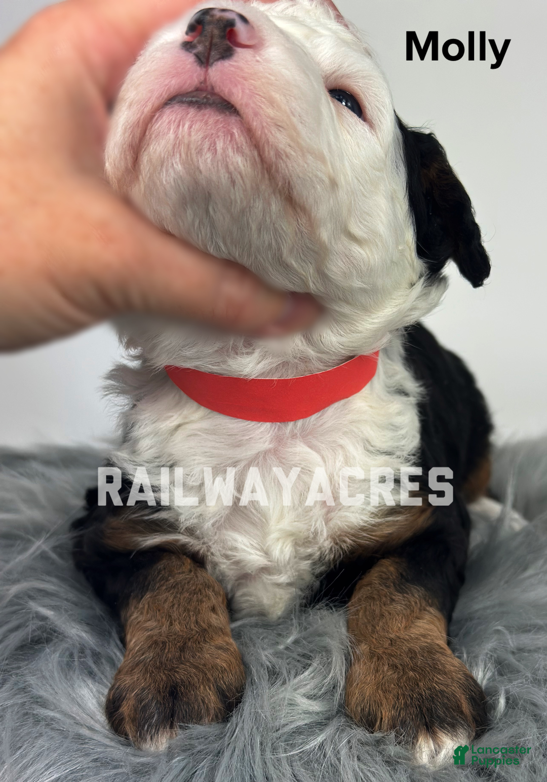 Mixed Breed dogs for sale: Molly - Ad 2