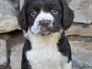 English Springer Spaniel dogs for sale: Sasha - Ad 4