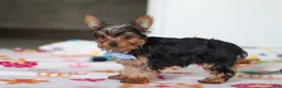 Yorkshire Terrier dogs for sale: Bear - Ad 3