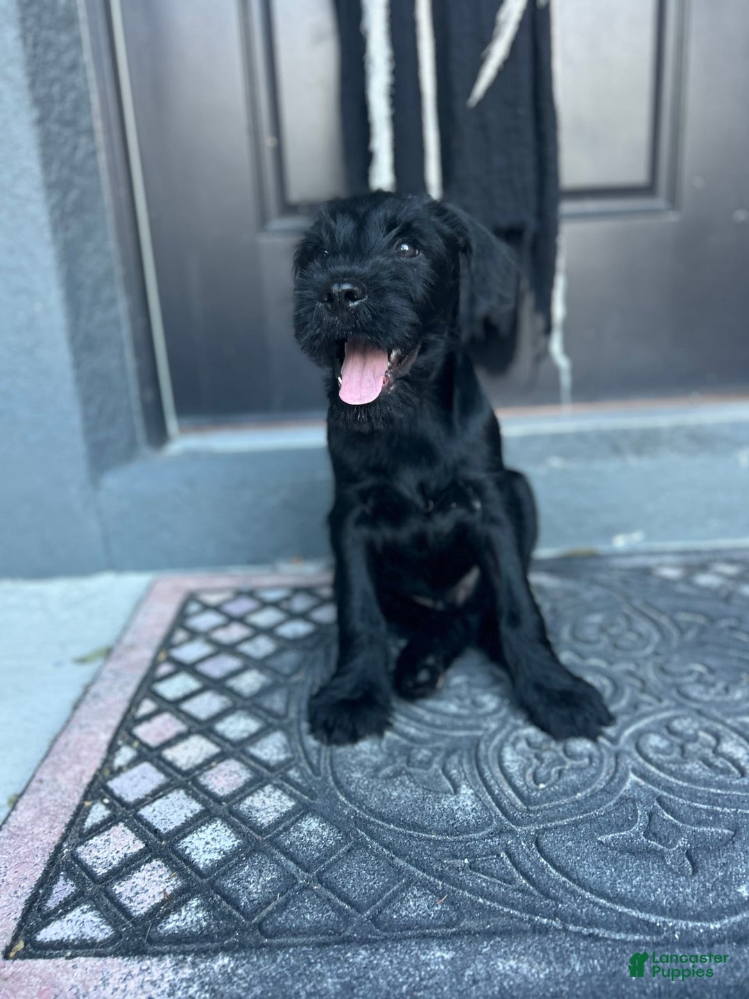 Gallery Image {{count}}