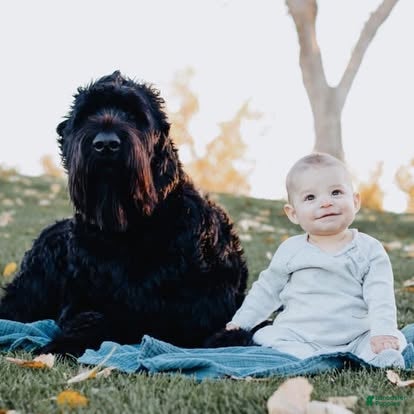 Giant Schnauzer dogs Giant Schnauzer Puppy 5 - Ad 3