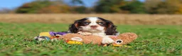 Cavalier King Charles Spaniel dogs for sale: Chloe - Ad 8