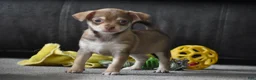 Chihuahua dogs for sale: Chihuahua Puppy 2 - Ad 3