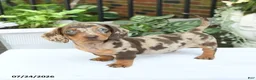 Miniature Dachshund dogs for sale: Duke - Ad 5