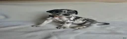 Great Dane dogs for sale: Freckles- blue - Ad 11