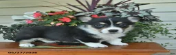Welsh Corgi Pembroke dogs for sale: Ajax  - Ad 1