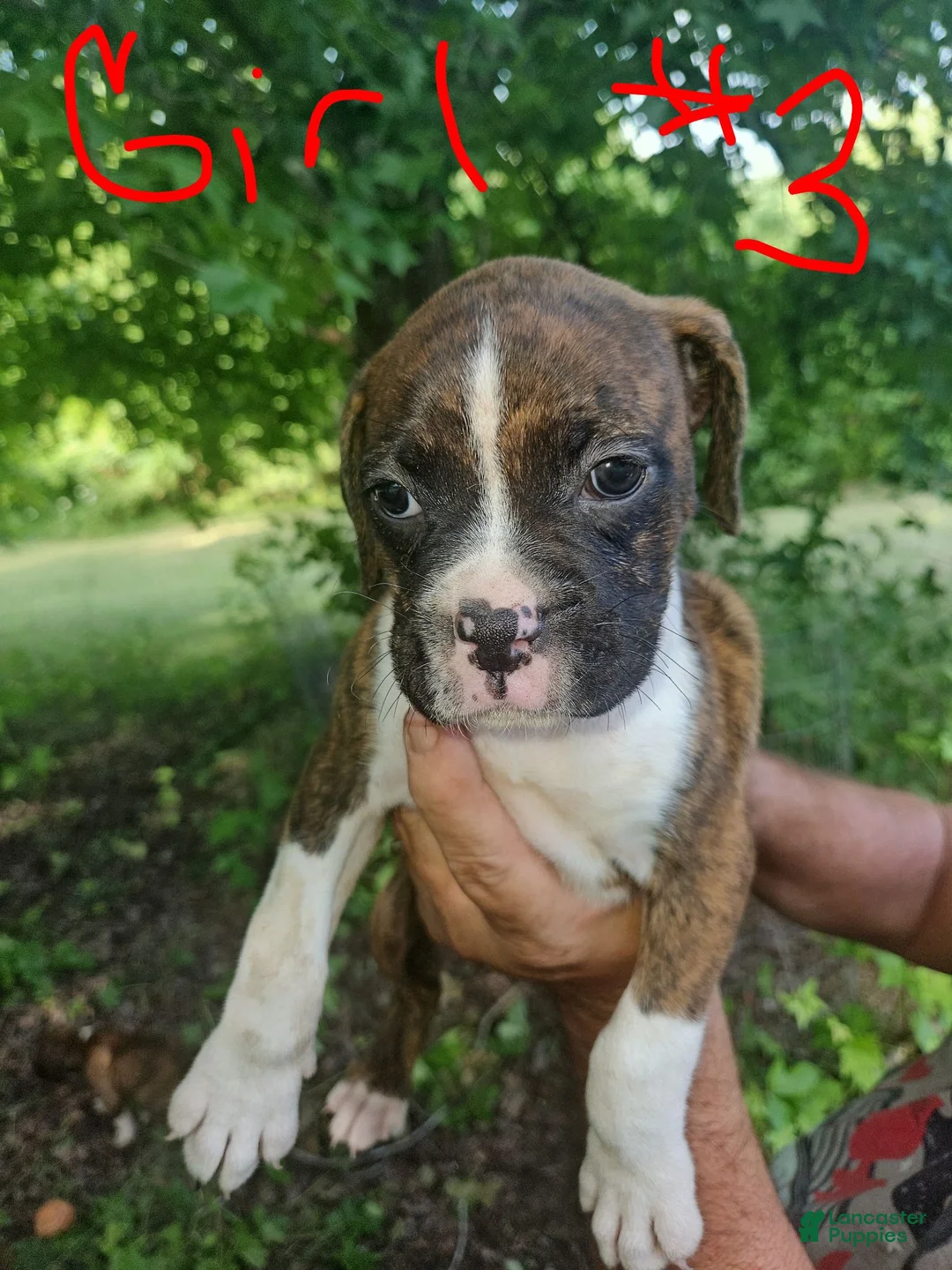 Boxer dogs for sale: Boxer 7 - Ad 1