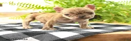 French Bulldog dogs for sale: Victor - Ad 1