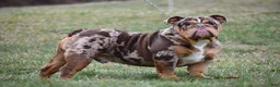 Beabull dogs for sale: Gwen - Ad 9