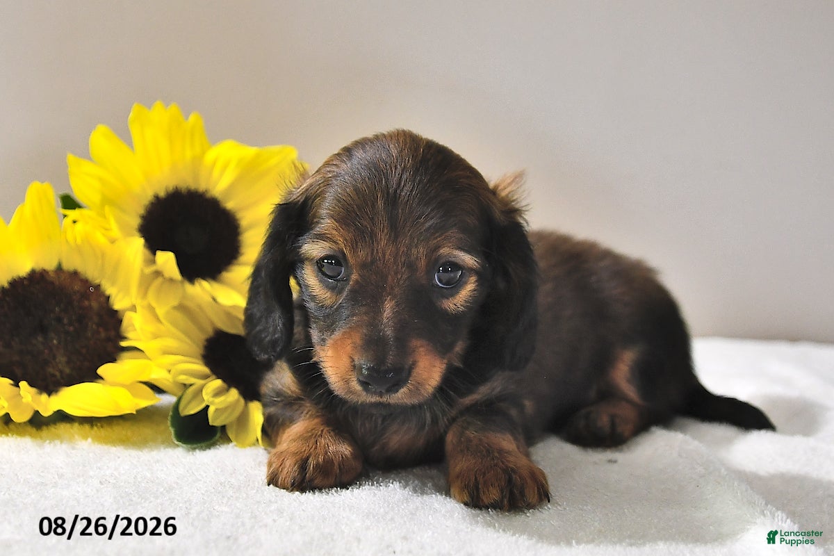 Miniature Dachshund dogs Cocoa - Ad 2