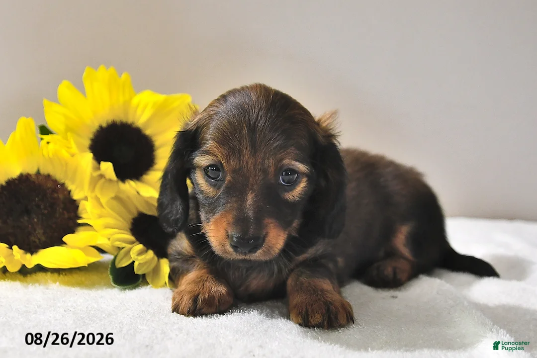 Miniature Dachshund dogs for sale: Cocoa - Ad 2