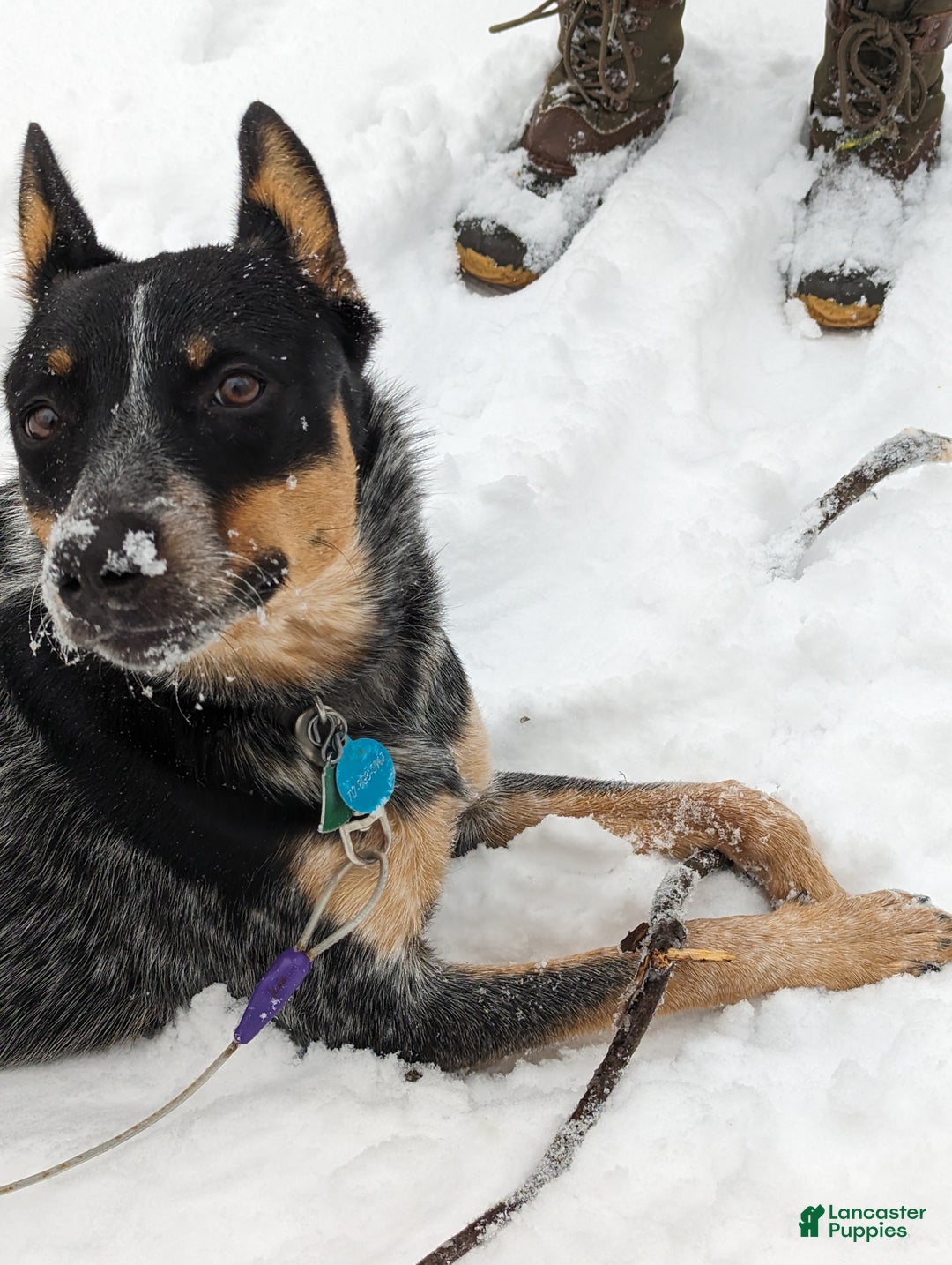 Australian Cattle Dog dogs for sale: Nyla - Ad 3