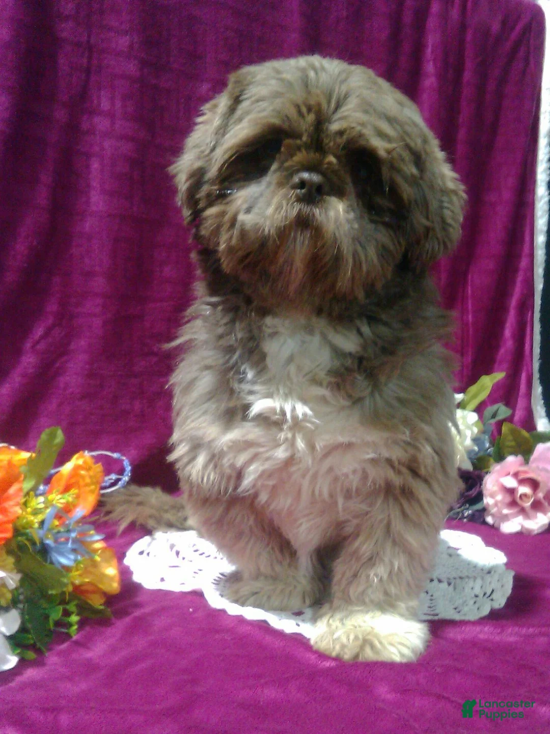 Shih Tzu dogs for sale: Roxy - Ad 7