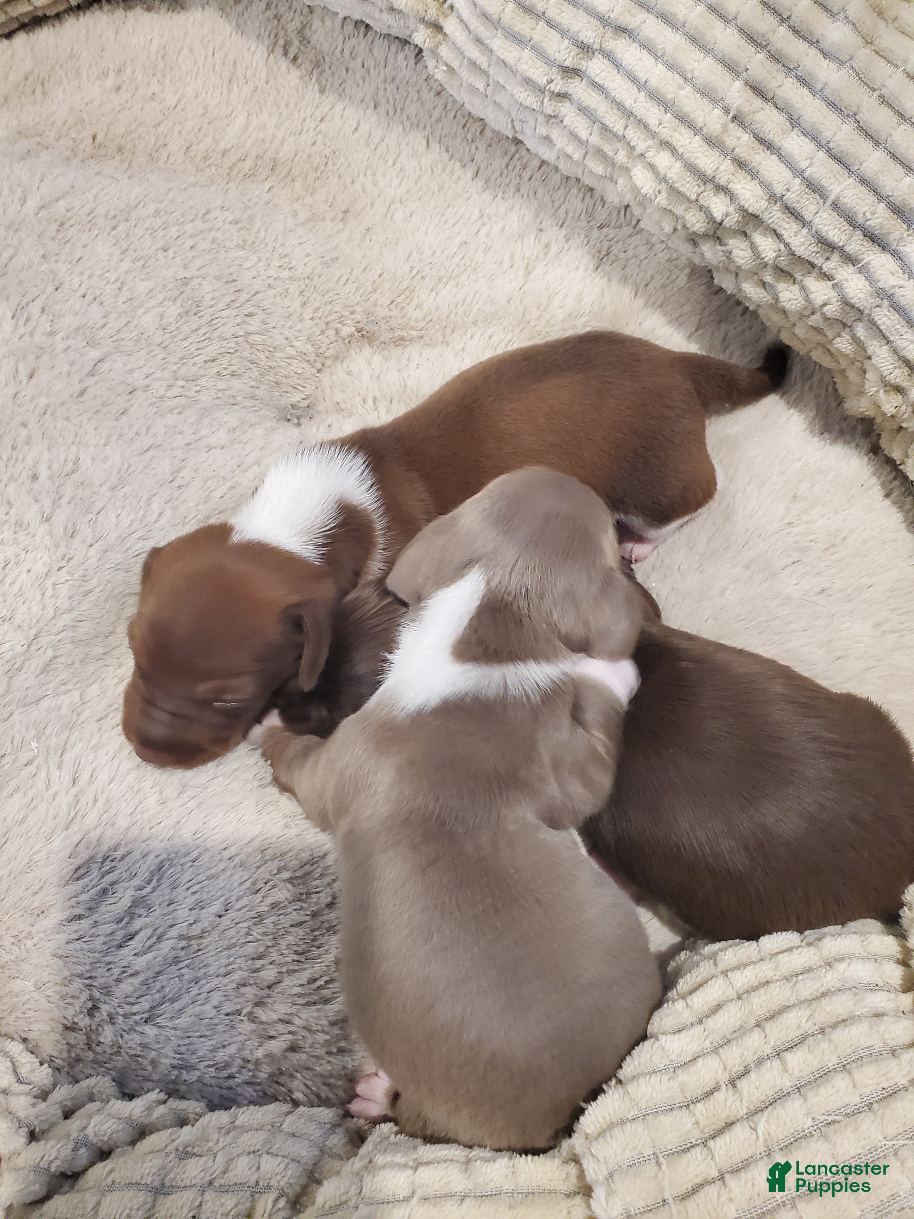 Dachshund dogs Dachshund Puppy 2 - Ad 14