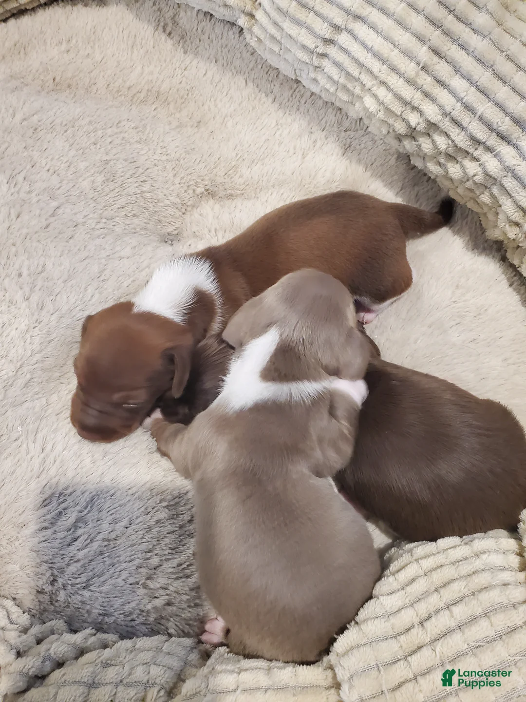 Dachshund dogs for sale: Dachshund Puppy 2 - Ad 1