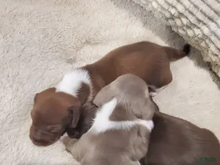 Dachshund dogs Dachshund Puppy 2 - Ad 14