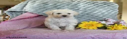 Toy Poodle dogs for sale: Lily - Ad 3