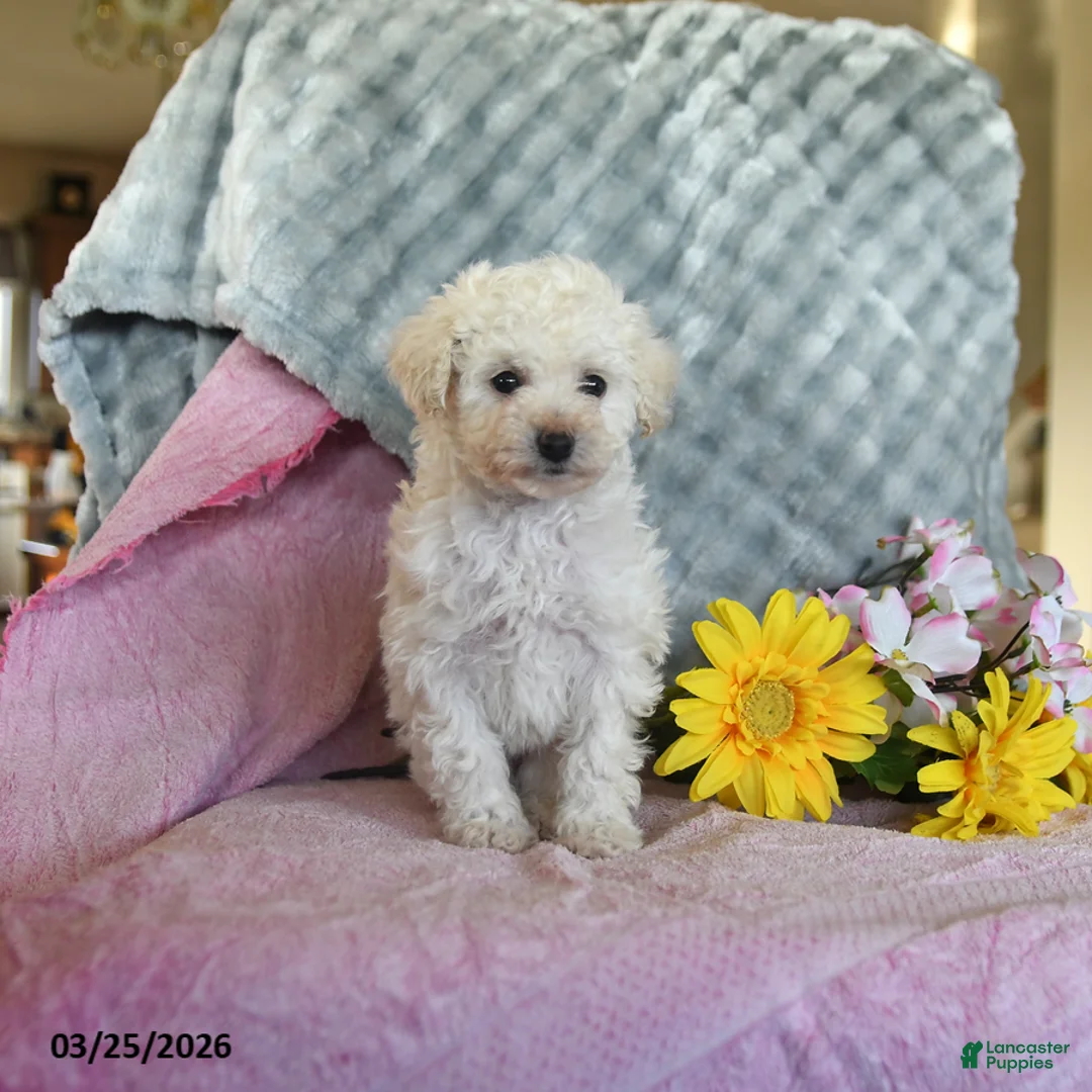 Toy Poodle dogs for sale: Lily - Ad 3