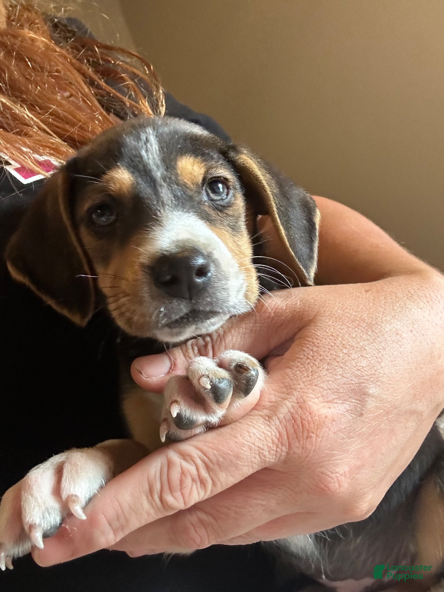 Mixed Breed dogs Finley  - Ad 32