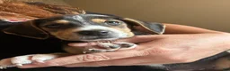 Mixed Breed dogs for sale: Finley  - Ad 1