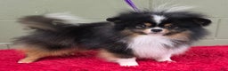 Pomeranian dogs for sale: Yvonne   - Ad 2