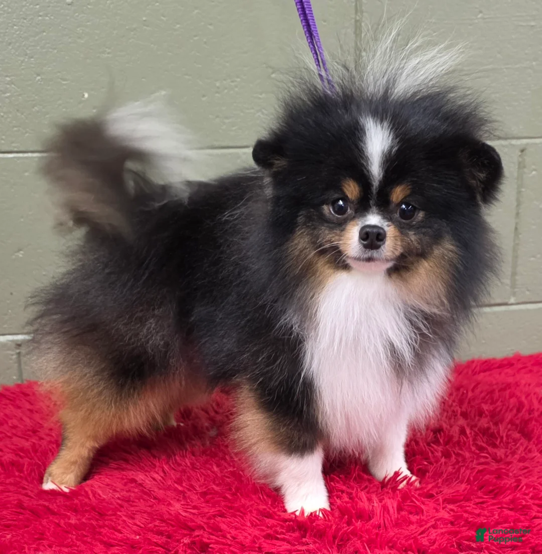 Pomeranian dogs for sale: Yvonne   - Ad 2