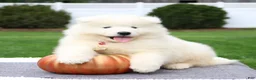Samoyed dogs for sale: Ava - Ad 5