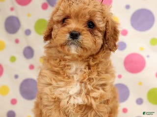 Cavapoo dogs Amelia - Ad 3