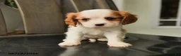 Cavalier King Charles Spaniel dogs for sale: Spirit - Ad 3