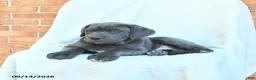 Cane Corso dogs for sale: Duke - Ad 4