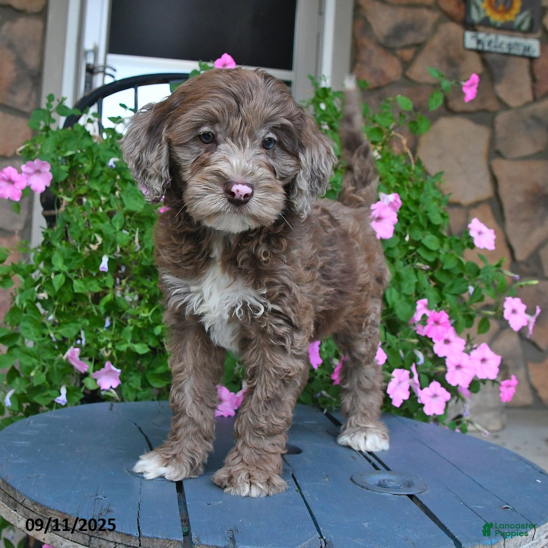 Mixed Breed dogs for sale: Paddington - Ad 2