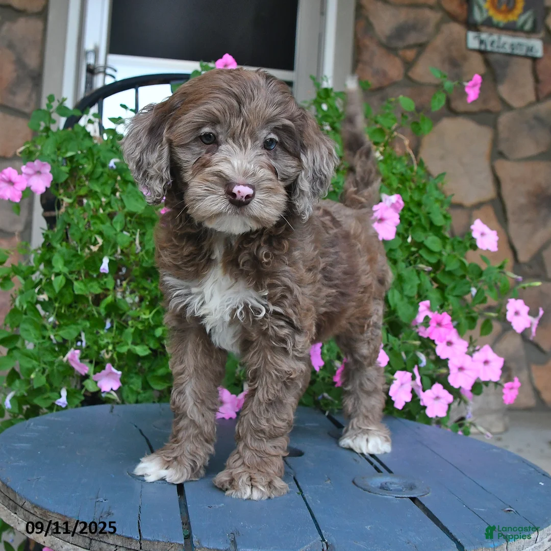 Mixed Breed dogs for sale: Paddington - Ad 5