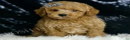 Mini Goldendoodle dogs for sale: Melon F1BB  - Ad 5