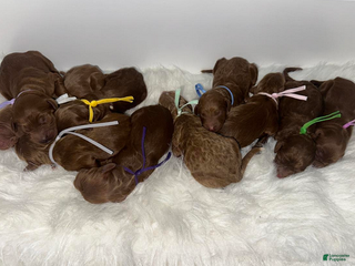 Goldendoodle dogs Girl 8 - Ad 16