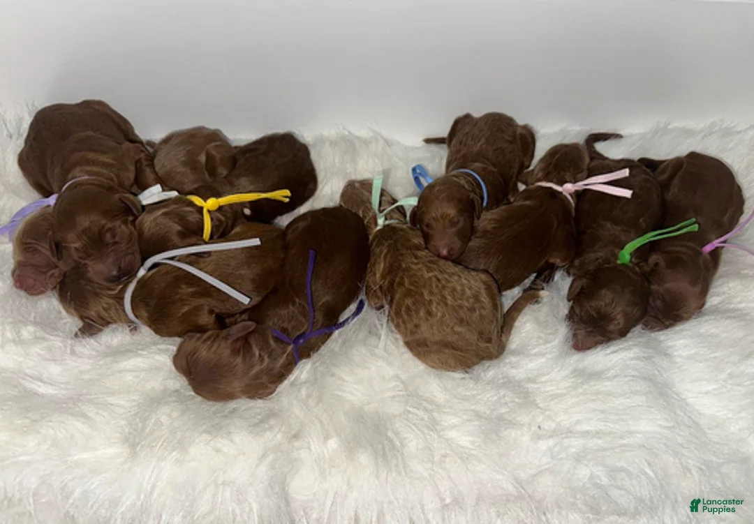 Goldendoodle dogs for sale: Girl 8 - Ad 1