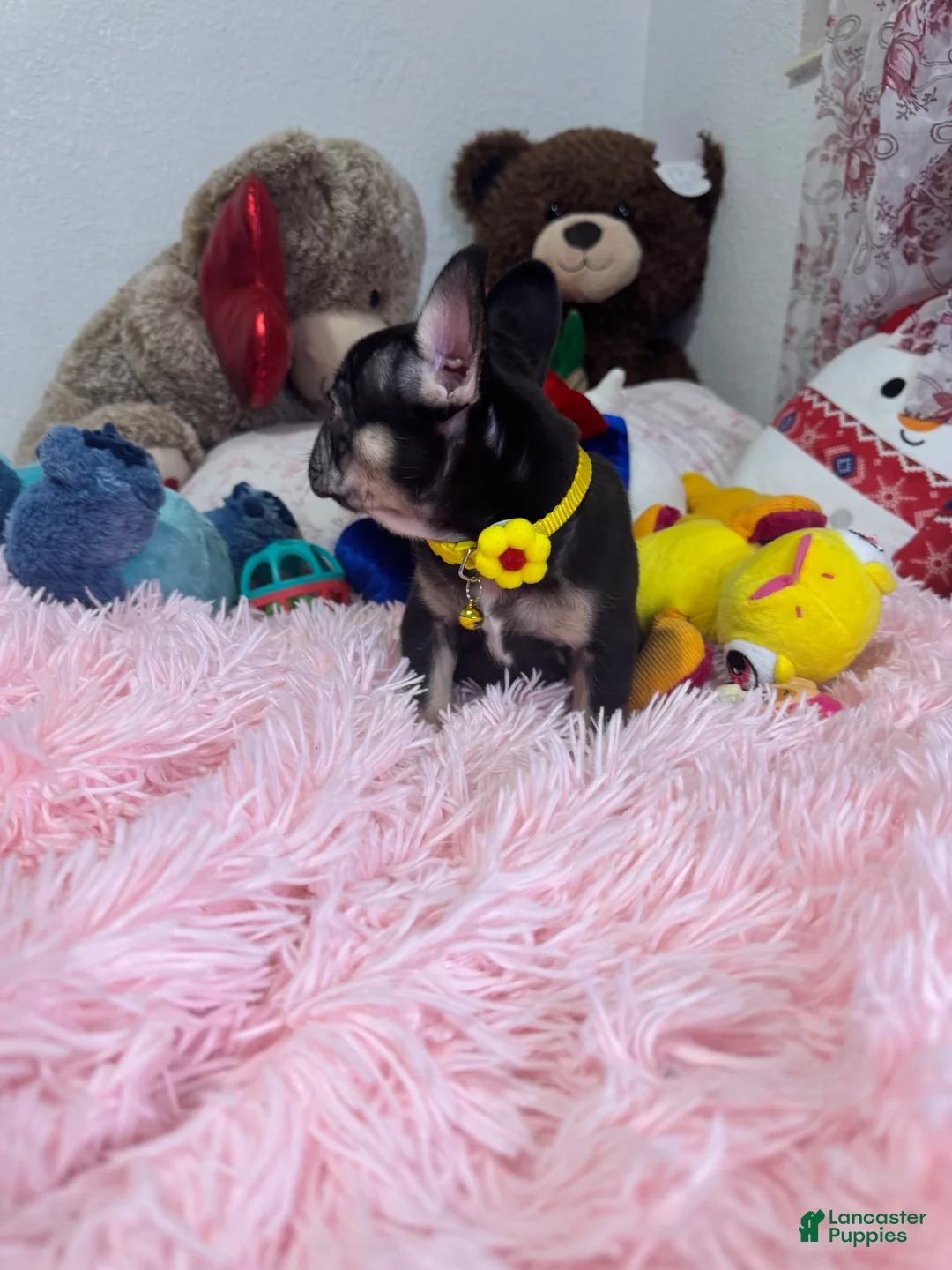 French Bulldog dogs for sale: French Bulldog Puppy  - Ad 4