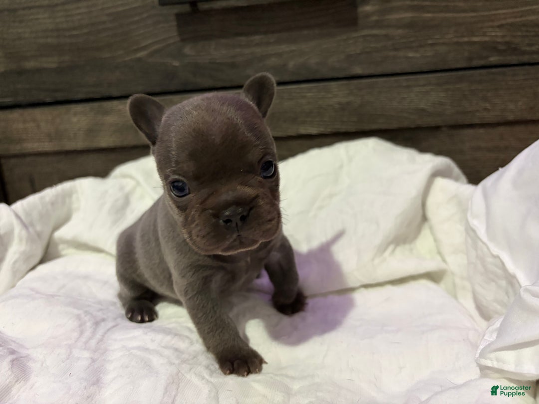 French Bulldog dogs for sale: French Bulldog Puppy 3 - Ad 4