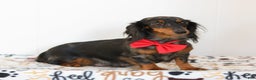 Miniature Dachshund dogs for sale: Jackson - Ad 5