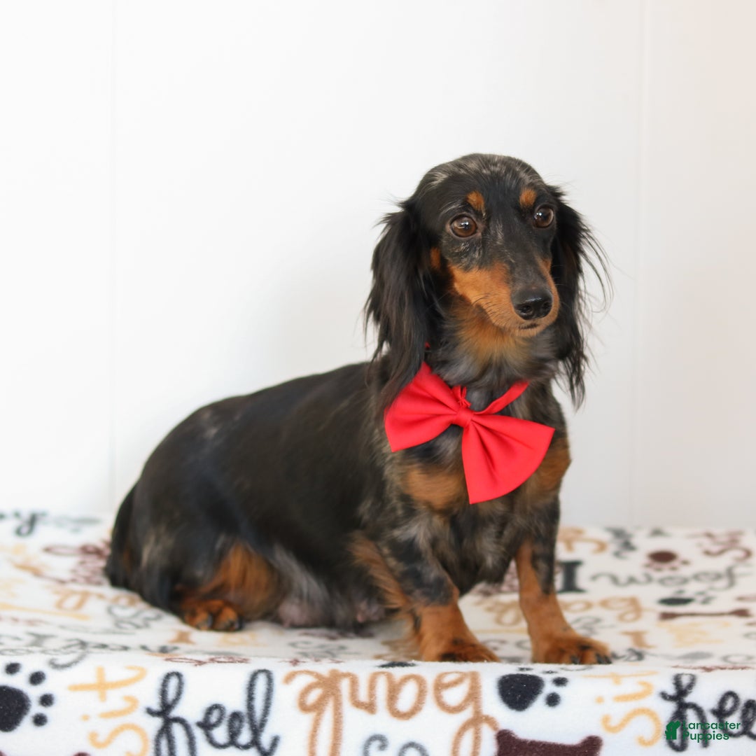 Miniature Dachshund dogs for sale: Jackson - Ad 5