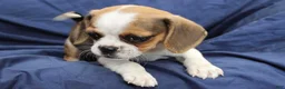 Puggle dogs for sale: Sky - Ad 7