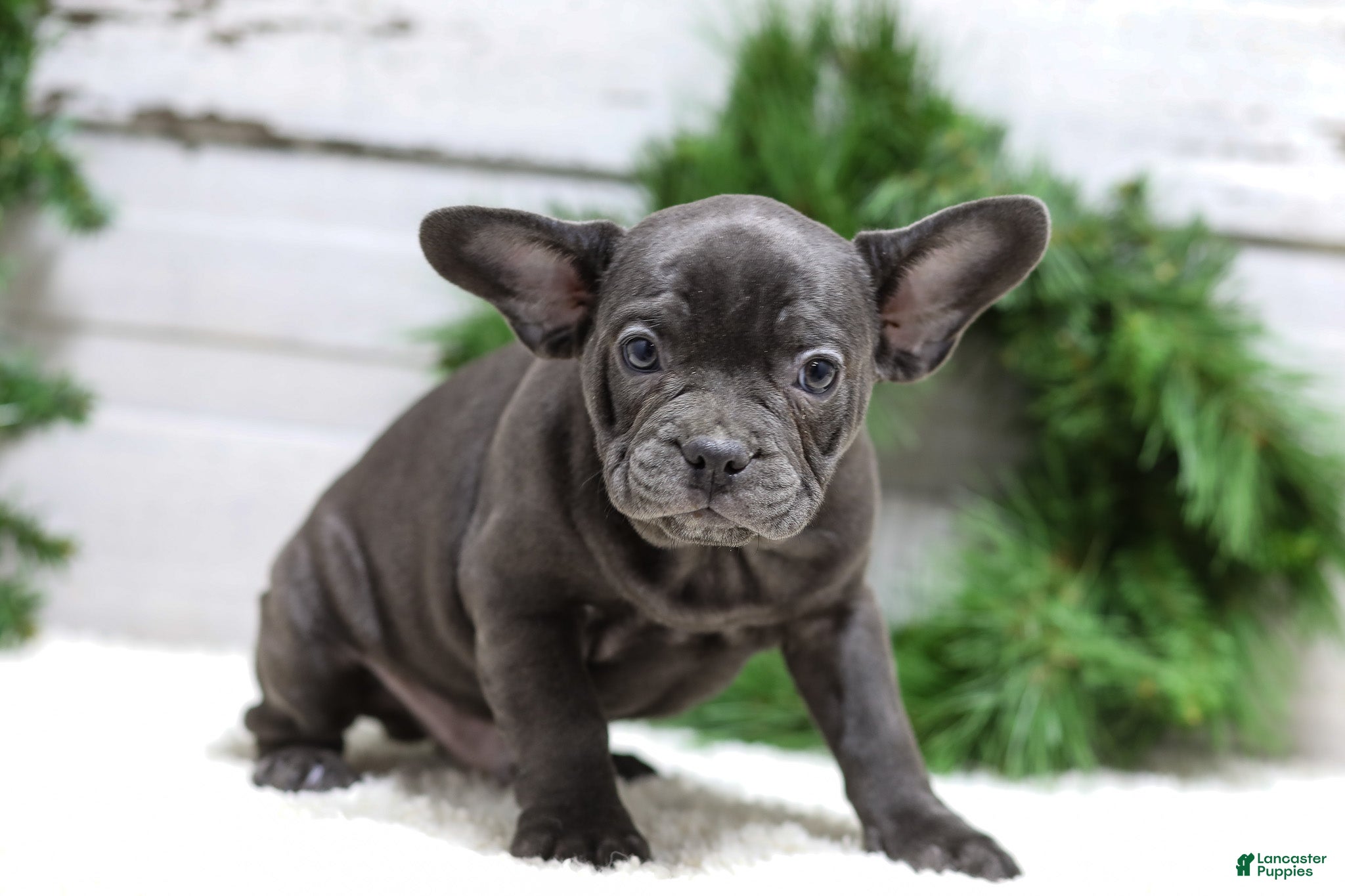 French Bulldog dogs Cooper - Ad 7